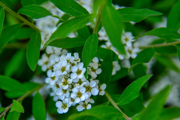 White branch of cherry blossoms on a blurred background.