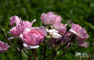 pink magnolia blossom