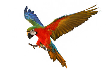 Macaw parrot flying isolated on white. © Passakorn