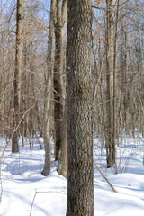 Black Maple (acer nigrum) tree bark close-up in winter