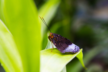 Lexias pardalis butterfly