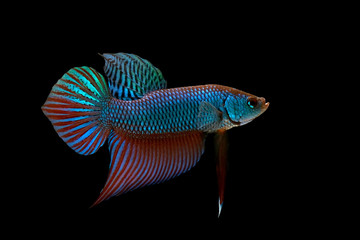 Wild betta fish, Siamese fighting fish, Pla-kad (Biting fish) isolated on black background.