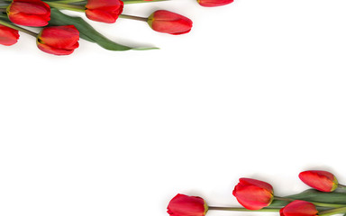 Frame of red tulips on a white background with space for text. Top view, flat lay