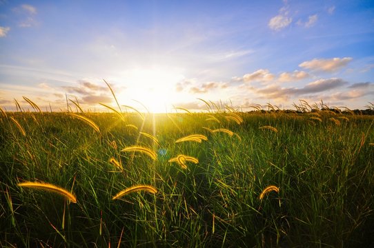 Beautiful green grass during sunset scenery for wallpaper