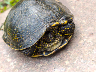 Obraz premium A freshwater turtle hid its head in a shell.