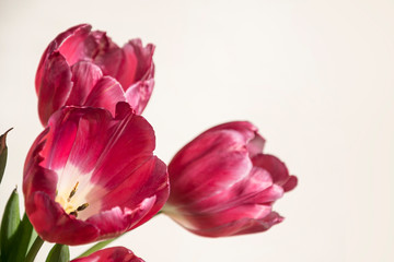 Obraz premium Beautiful romantic lilac tulips on a pure white background. Horizontal view. Close-up. Copy space.