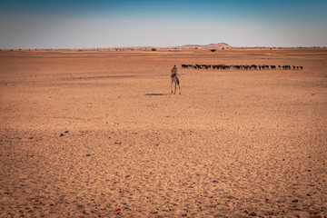 man riding his camel in the desert