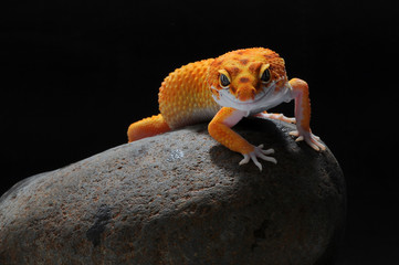 Gecko, Leopard Lizard Gecko, Leopard Gecko,
