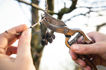 Tree pruning during sunny winter day	
