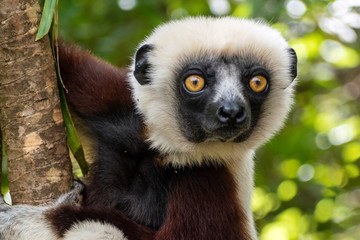 Lemur