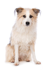 Cute dog sitting on white background