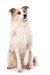 Obraz premium Cute cross breed dog lift the paw