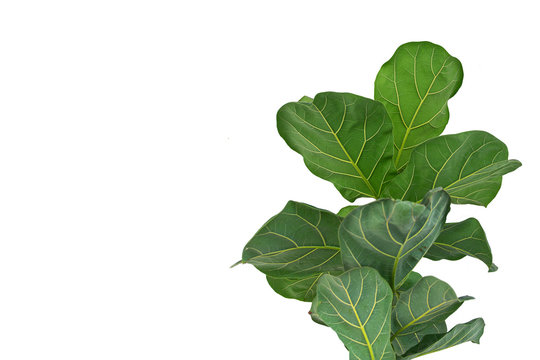 Fiddle Leaf Fig Tree On White Background.