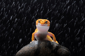 Gecko, Leopard Lizard Gecko, Leopard Gecko,