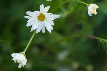  summer meadow flower in closeup on a green background