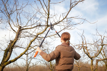 Tree pruning during sunny winter day	