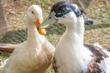 Portrait of two ducks 