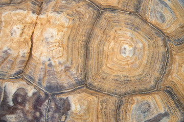 Closed-up shell of african spurred tortoise