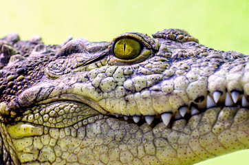 crocodile head isolated close up on a green background