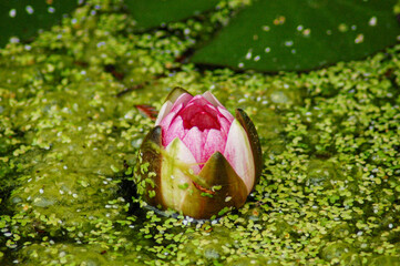 Seerose mit Wasserlinsen