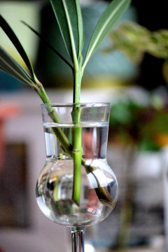 Talea di oleandro dentro bicchiere da grappa