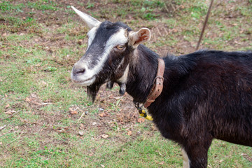 Portrait of goat on the grass