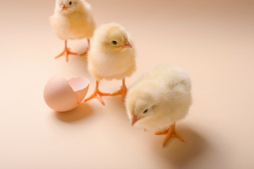 Image of three newborn fluffy fledgling chicken next to the eggshell.