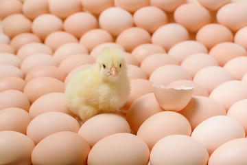 Image of a large group of chicken eggs and one newborn chicken among it.