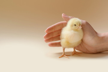 Image of a newborn chicken, which is covered by a female palm.