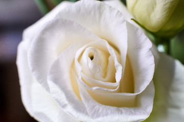 White rose flower close-up . Floral design.