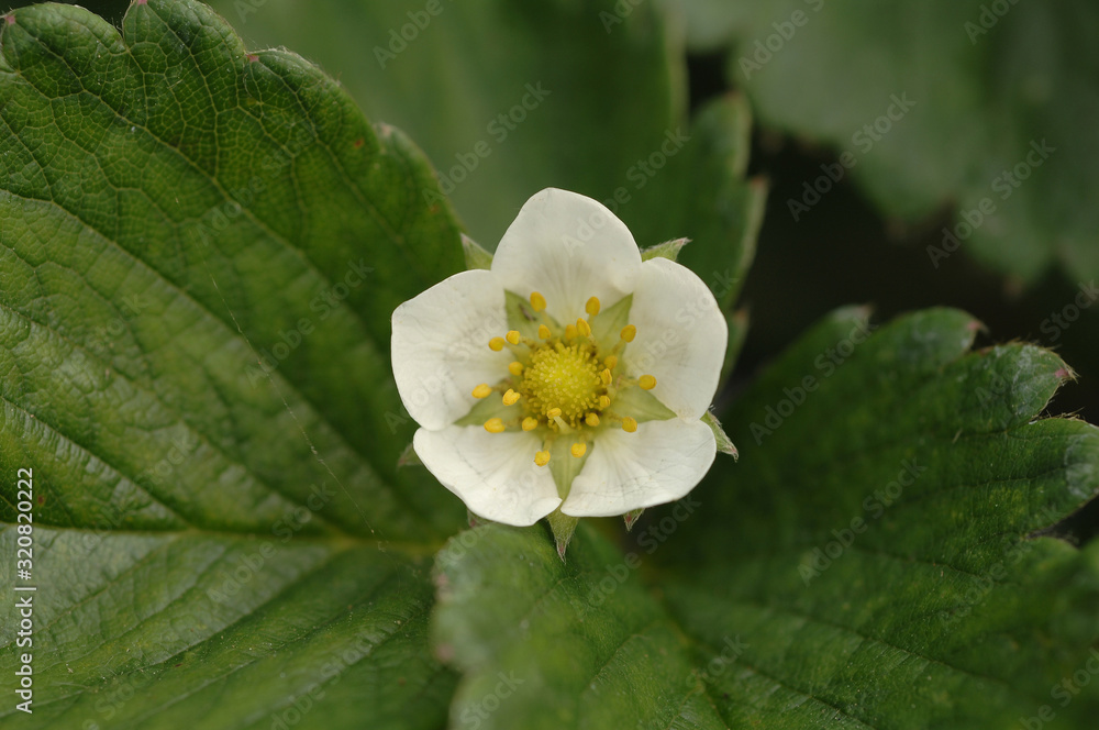 Sticker Close up of the white flower