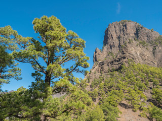 Volcanic landscape and lush pine tree forest, pinus canariensis view from Mirador de la Cumbrecita viewpoint at national park Caldera de Taburiente, volcanic crater in La Palma, Canary Islands, Spain