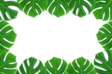 Monstera leaves frame on white background isolated