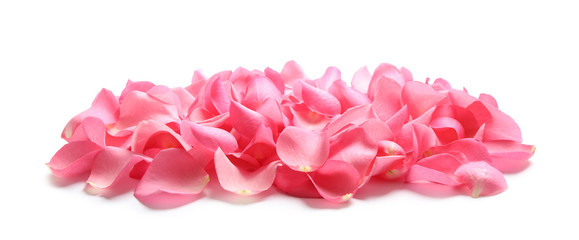 Fototapeta premium Pile of fresh pink rose petals on white background