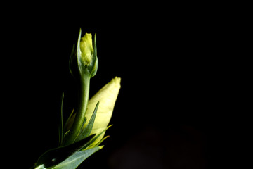 Green bud of a white rose flower close-up on a black background. Floral background.