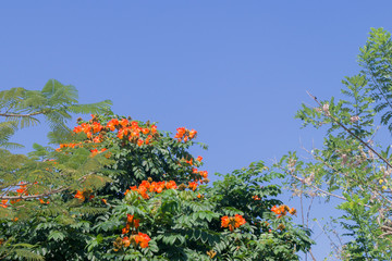flowering tree on a background of blue sky