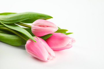 Obraz premium Beautiful pink spring tulips on white background