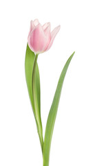 Beautiful pink spring tulip on white background