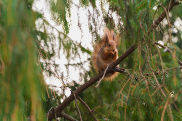 Cute squirrel in the forest on the spruce tree eating nut. Color image, low angle view.