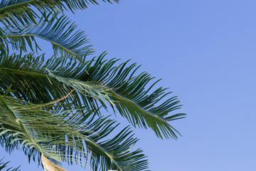 palm leaves against blue sky