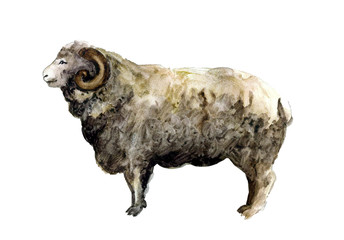 Cute watercolor sheep on the white background