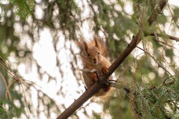 Smiling funny squirrel in the forest looking at camera from tree branch. Color image, closeup and low angle view.
