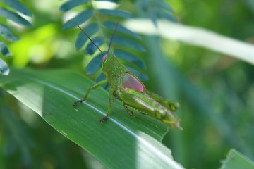 Green grasshopper on the leaves in the morning