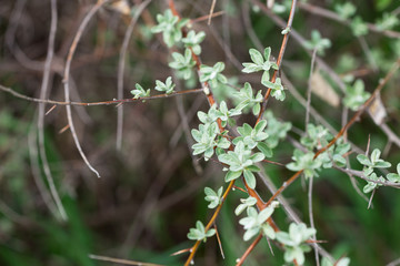 twigs with green leaves in spring