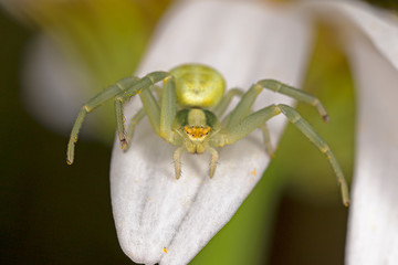 Close up of yellow flower crab spider Misumena vatia. Misumena vatia is a species of crab spider with holarctic distribution.
