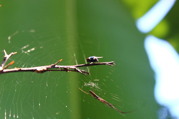 The sight of a fly being trapped in a cobweb