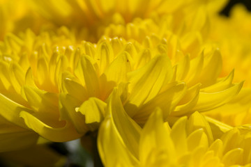 blooming bright yellow chrysanthemums close-up