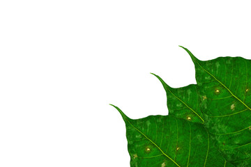 Green bodhi leaves white background
