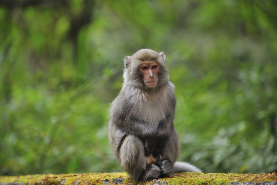 Close up of Taiwanese macaque
