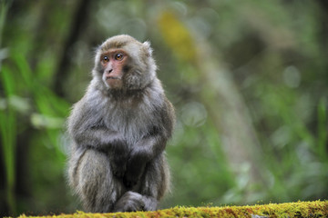 Close up of Taiwanese macaque - 320822417